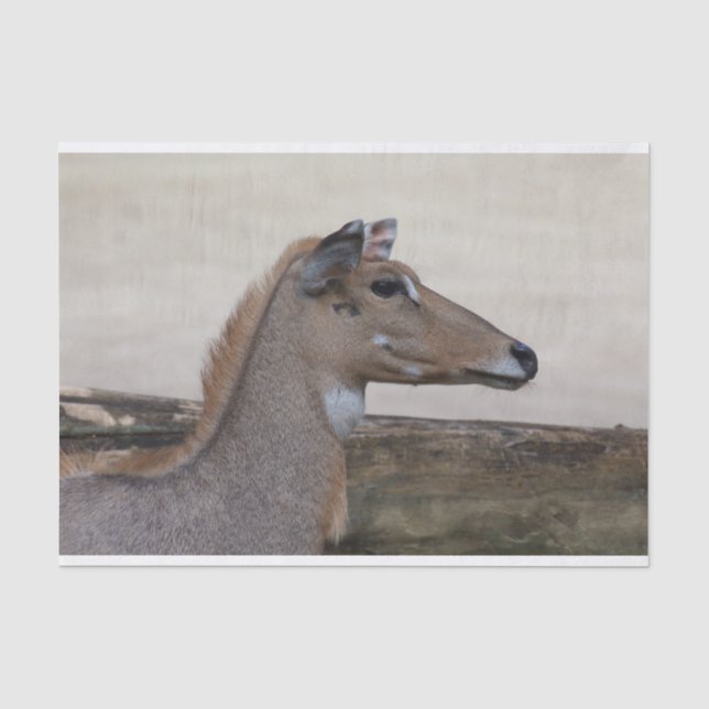 Boselaphus tragocamelus tissue paper (Front)