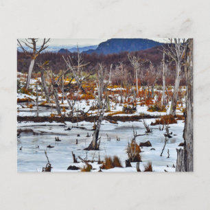 Bosque de Niebla, Tierra del Fuego, Argentina. Postcard