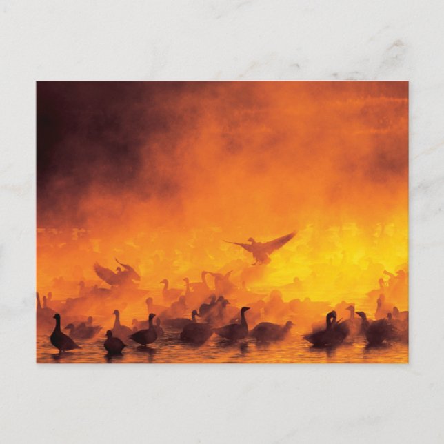 Bosque del Apache National Wildlife Refuge, NM Postcard (Front)