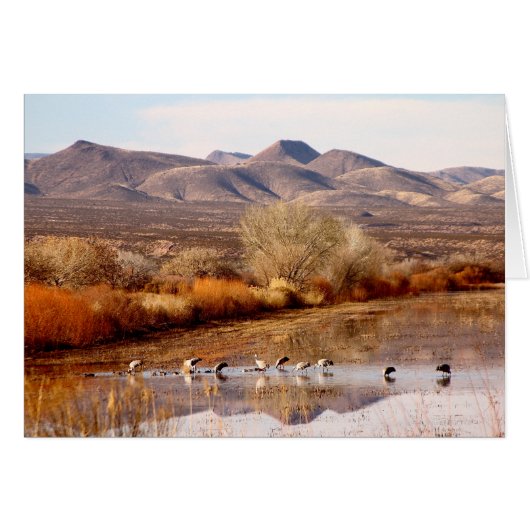 Bosque del Apache, New Mexico Cards (Front Horizontal)