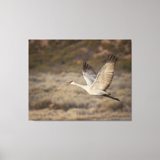 Bosque del Apache NWR Canvas Print (Front)