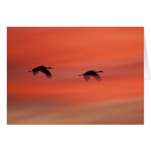 Bosque del Apache Wildlife Refuge | New Mexico Cards (Front Horizontal)