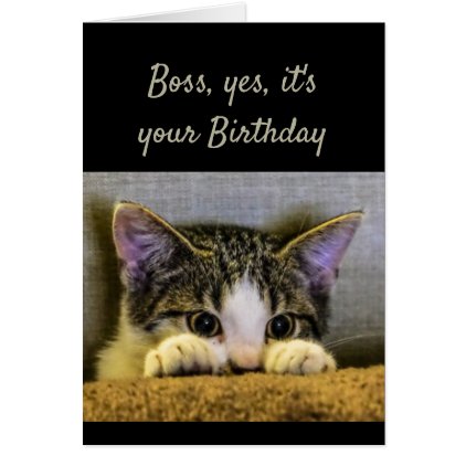 Boss can&#39;t Hide It&#39;s your Birthday Cute Kitten Card