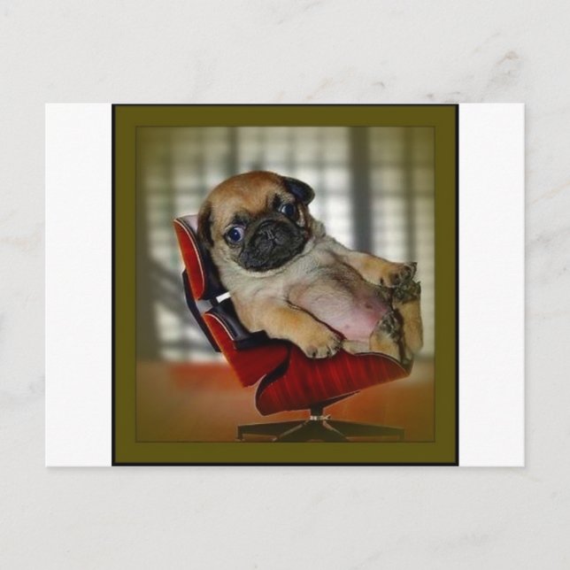 Boss Pug! Postcard (Front)