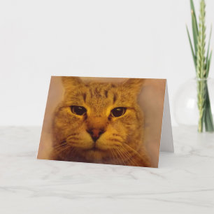 Bossy Impatient Cat Get Well Card