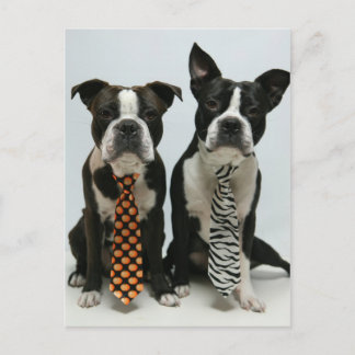 Boston brothers Postcards