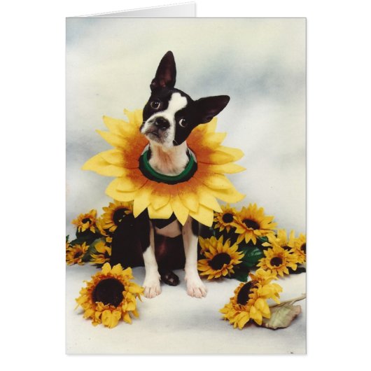 Boston Bull Terrier  Dog Cards (Front)