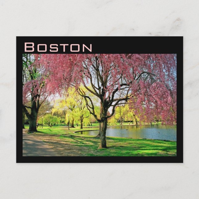 Boston Common Postcard (Front)
