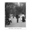 Boston Common elm trees 1906, vintage America postcard