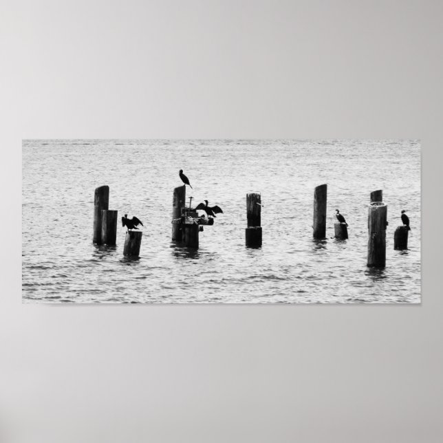 Boston Harbor Birds Poster (Front)