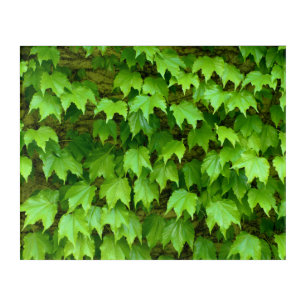 Boston Ivy Acrylic Print