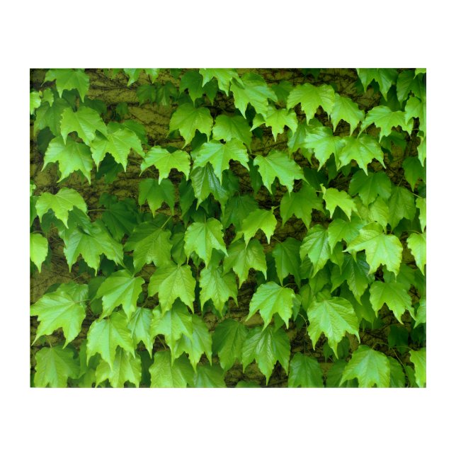 Boston Ivy Acrylic Print (Front)