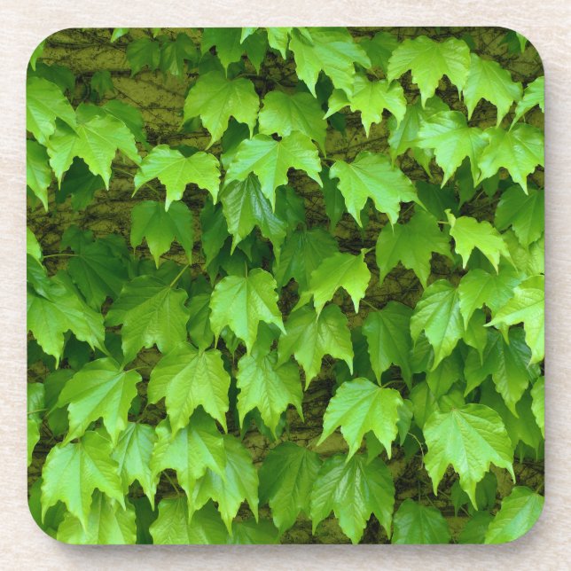 Boston Ivy Beverage Coaster (Front)