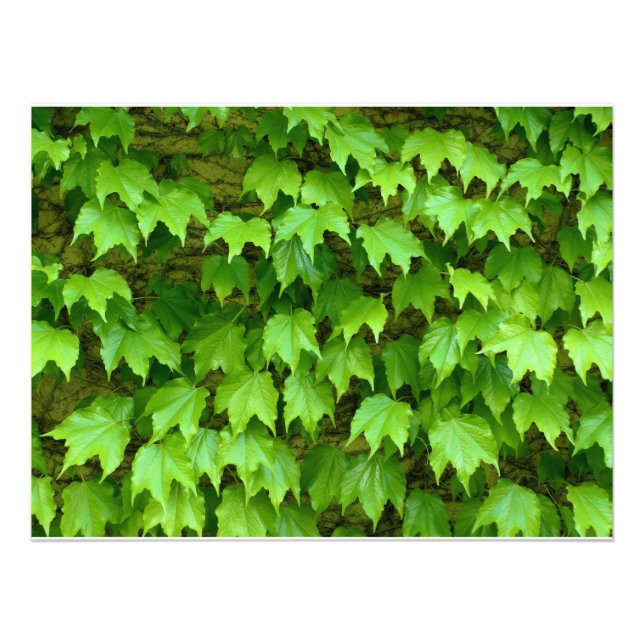 Boston Ivy Photo Print (Front)