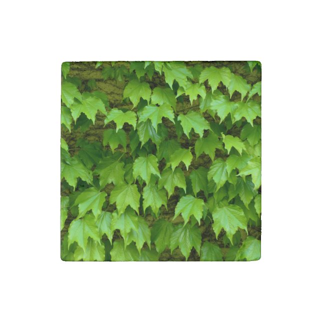 Boston Ivy Stone Magnet (Front)