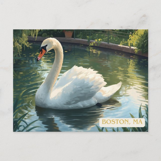 Boston, Mass. Public Garden Swan Postcard (Front)