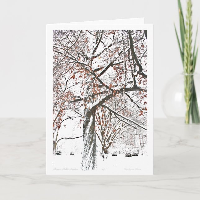 Boston Public Garden Holiday Card (Front)