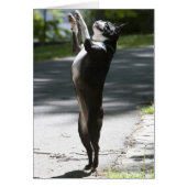 Boston Terrier 2 (Front)