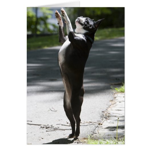 Boston Terrier 2 Cards (Front)