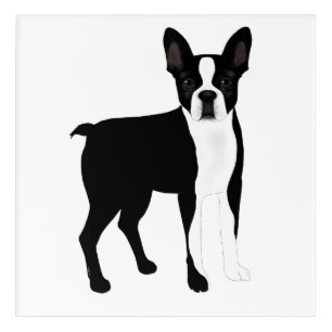 Boston Terrier Acrylic Wall Art