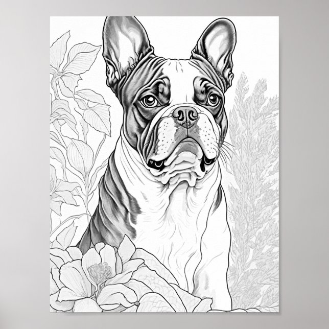 Boston Terrier Adult Coloring Poster (Front)