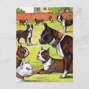 Boston Terrier and Puppies Vintage Illustration Postcard