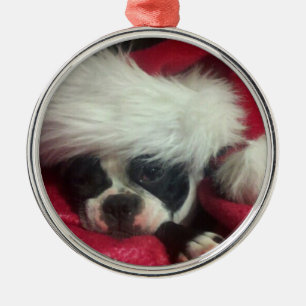 Boston Terrier-(awake) Christmas Ornament
