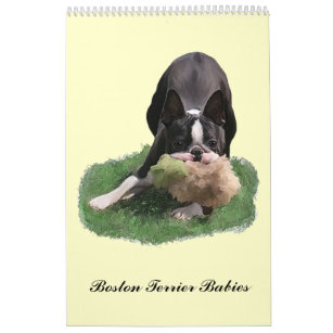 Boston Terrier Babies Calendar