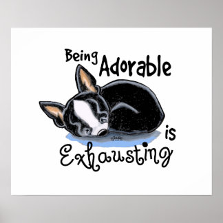 Boston Terrier Being Adorable Poster