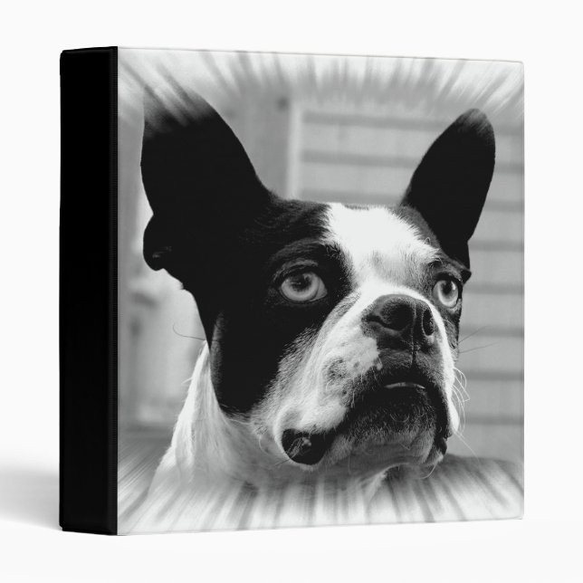 Boston Terrier Binder (Front/Spine)