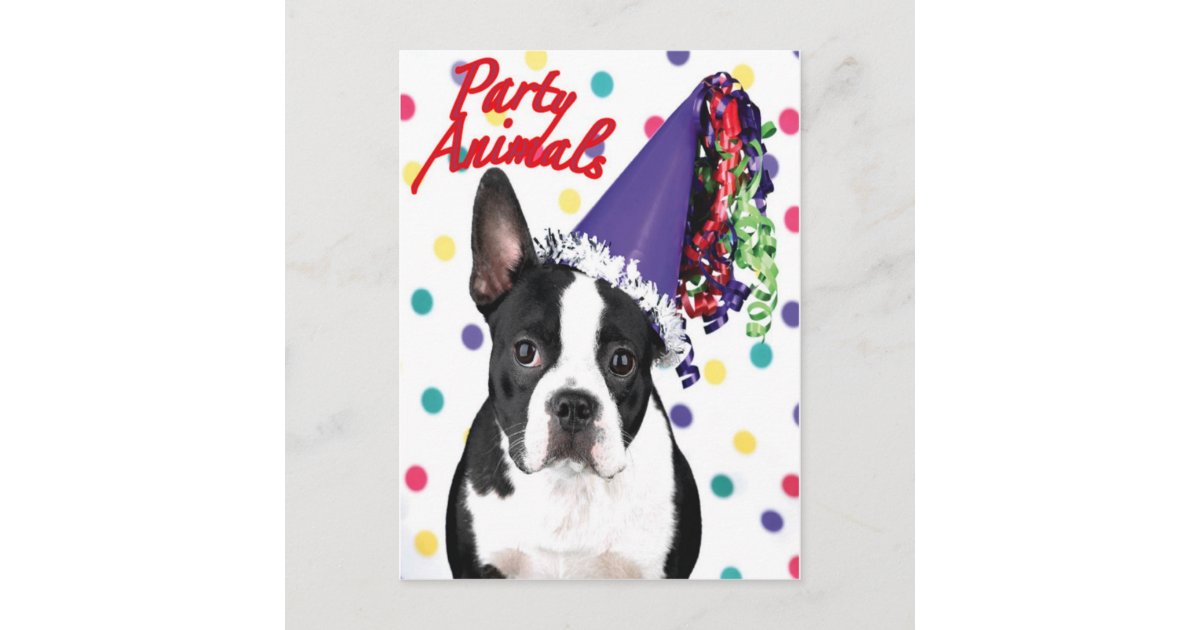 Boston Terrier Birthday Card | Zazzle