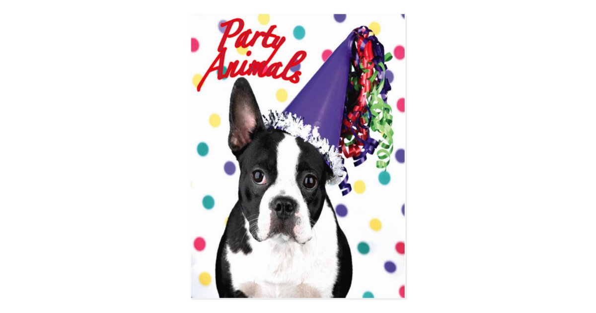 Boston Terrier Birthday Card | Zazzle.com