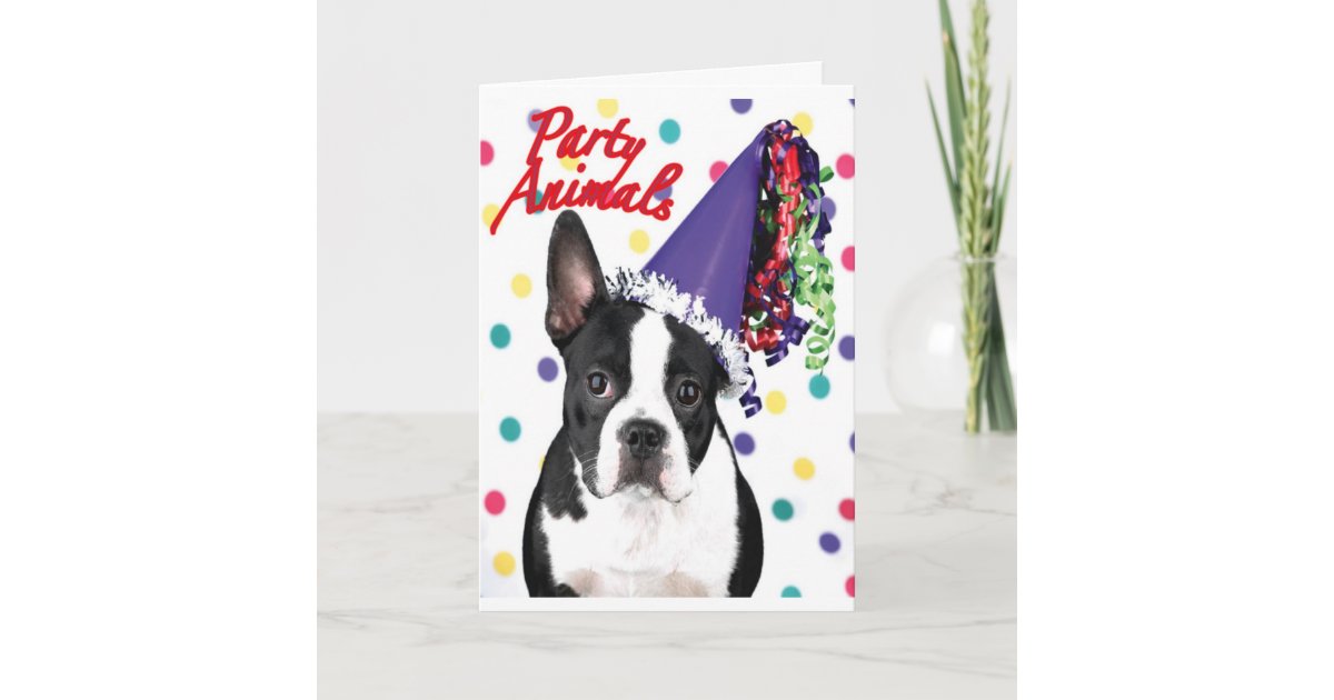 Boston Terrier Birthday Card | Zazzle.com