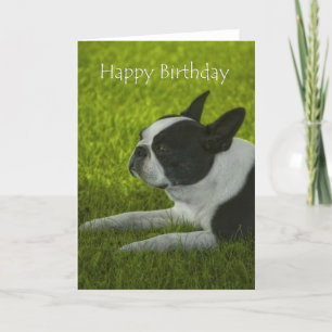 Boston Terrier Birthday Card