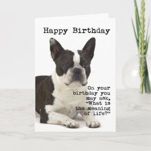 Boston Terrier Birthday Card