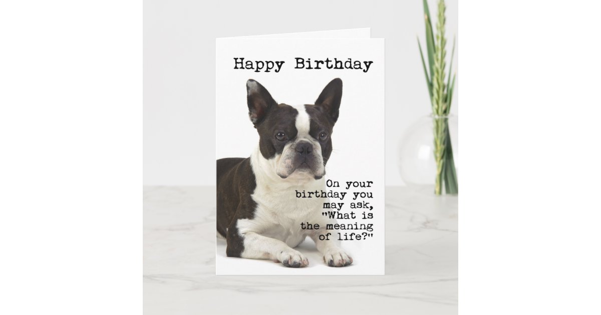 Boston Terrier Birthday Card | Zazzle