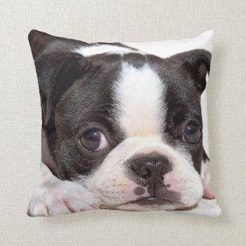 Boston Terrier Black And White Puppy Cushion by LATENA at Zazzle