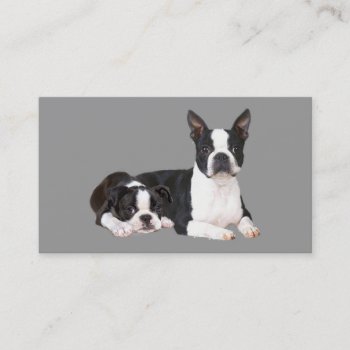Boston Terrier Breeder Business Card by normagolden at Zazzle