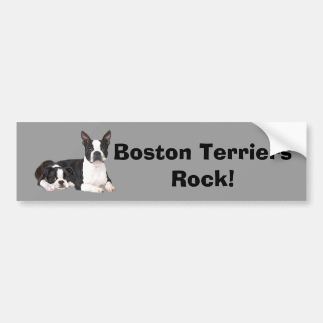 Boston Terrier Buddies Bumper Sticker (Front)