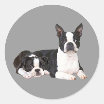 Boston Terrier Buddies Sticker by normagolden at Zazzle
