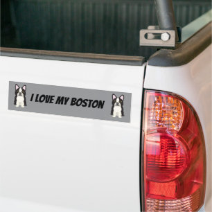 Boston Terrier Bumper Sticker