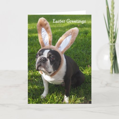 Boston Terrier Bunny Easter Greeting Card 2