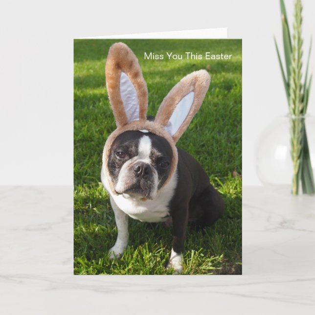 Boston Terrier Bunny Greeting Card (Front)