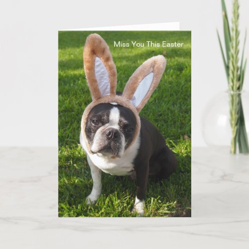 Boston Terrier Bunny Greeting Card