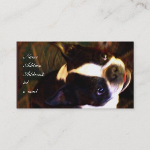 Boston Terrier business Card