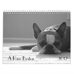Boston Terrier Calendar 2012