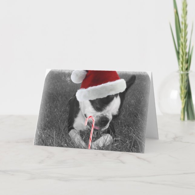 Boston terrier candy cane christmas card (Front)