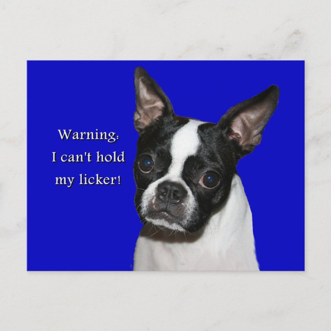 Boston Terrier:  Can't hold her licker Postcard (Front)