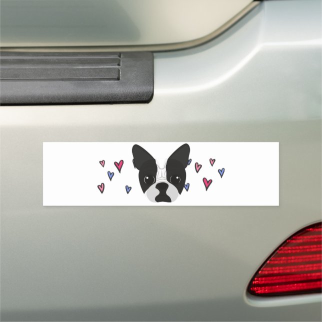 " Boston Terrier"  car bumper decal. Magnet (In Situ)