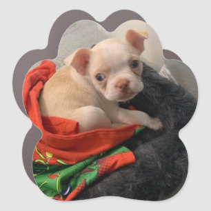 BOSTON-TERRIER CAR MAGNET